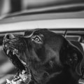 The Importance Of A Strong Attorney-Client Relationship In Managing Dog Bite Cases In Tustin, CA