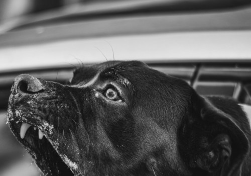 The Importance Of A Strong Attorney-Client Relationship In Managing Dog Bite Cases In Tustin, CA